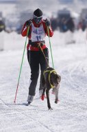 Lenk 2013